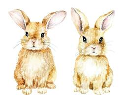 dibujo de acuarela. lindo conejo conejito de Pascua, liebre aislado en imágenes prediseñadas de fondo blanco. dibujo realista, ilustración dibujo acuarela. lindo conejo conejito de Pascua, liebre aislado sobre fondo blanco vector