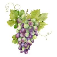 A bunch of red grapes with leaves. Grapevine. Isolated watercolor illustrations. For the design of labels of wine, grape juice and cosmetics, wedding cards, stationery, greetings cards vector