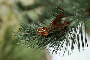 dos oro Boda anillos en un Navidad árbol rama al aire libre de cerca. amor y matrimonio un símbolo de el Boda día, el concepto de joyería foto