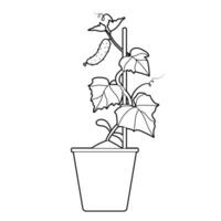 Cucumber seedlings in flower pot. Design element. Black and white outline illustration vector