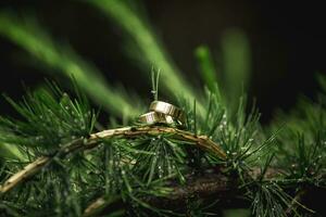 un compromiso anillo con oro Boda anillos en un rama de el Navidad árbol al aire libre de cerca amor y matrimonio símbolo Boda día concepto Navidad árbol antecedentes foto