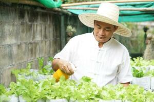 Asian man gardener is taking care organic salad vegetables, grow in sacks in garden, holds spray water can. Concept, agriculture activity. Home grown vegetables. Spend time to relax with green plants. photo