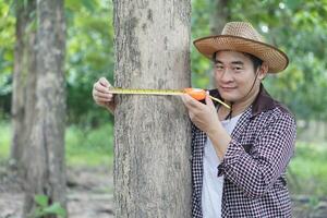 Asian man botainst use measuring tape to measure trunk of tree. Analysis and research about growth of tree. Concept , forest valuation. Conservation of environment. photo