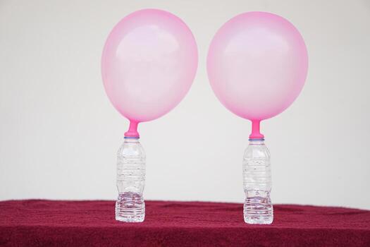 Two pink balloons on top of bottles. Concept, science experiment about reaction of chemical substance, vinegar and baking soda that cause balloon inflat. Last step of experiment photo