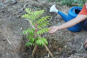 Closeup gardener hand checks leaves of plant after watering by water can.Concept, taking care plant after growing. Grow trees for enhance oxegen and forest area and environment. Stop global warming. photo