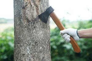 Closeup hand holds wooden handle axe to cut tree. Concept, . Manual tool for carpenter and lumberjack, woodcutter. Weapon. Bring down tree. Destroy forest. Deforestation. photo