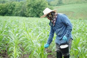 asiático hombre granjero sostiene Cubeta de químico fertilizantes a abonar maíz plantas en concepto de jardín, agricultura ocupación estilo de vida. tailandés agricultor. tomando cuidado de cultivos plantas. foto