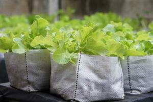 orgánico verde ensalada vegetales fueron crecido en blanco sacos concepto, orgánico jardinería. creciente sano vegetales en guardería pantalones a hogar, fácil a controlar de riego, fertilizante o tomando cuidado. foto