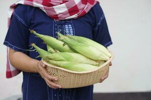 Closeup farmer holds basket of fresh organic corn. Thai local breed. Favorite for Thai northern farmers grow for boil or steam or cook for Thai traditional dessert. Concept, agricultural crops product photo