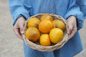 Closeup gardener hands hold basket of organic oranges. Som See Thong in Nan Province, Thailand. Concept, Native local fruits. Economic agriculture crops. Tropical fruits. photo