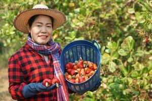 asiático mujer jardinero trabajos a anacardo jardín, sostiene cesta de anacardo frutas económico cosecha en tailandia verano fruta. Listo a ser cosechado concepto, contento agricultor. agricultura estilo de vida. foto