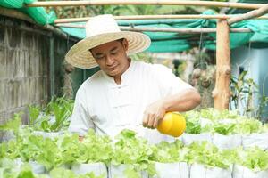 asiático hombre jardinero es tomando cuidado orgánico ensalada verduras, crecer en sacos en jardín, sostiene rociar agua poder. concepto, agricultura actividad. hogar crecido vegetales. gastar hora a relajarse con verde plantas. foto