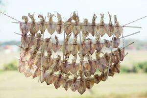 Drying squids outdoor, hung on rope. Concept, food preservation for next time cooking or keep long live of food by drying on sunlight or air. Local wisdom of keep food. photo