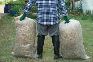 Close up gardener carry two bags of rice straw hay, prepared for making compost in garden. Concept, using agricultural waste materials that can decompose to make compost or cover soil ground. photo