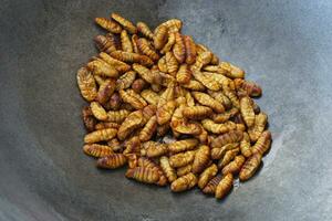 Fried silkworm insects in frying pan. Concept, weird food. Insects eating. High protine. Traditional Thai street food in Thailand. Edible Worms. photo