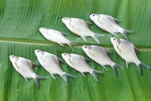 Raw fresh fish on green banana leaf background. Prepared for cooking. Concept, edible local freshwater fish from river in Thailand. Roach fish. Food ingredients. photo