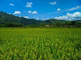 view of a green rice farm in the countryside, with a background of hills and blue sky. photo
