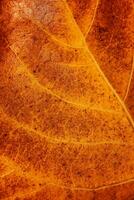 Golden dry leaf background photo