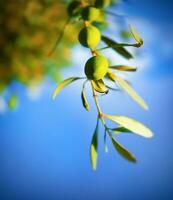 Olive tree branch photo