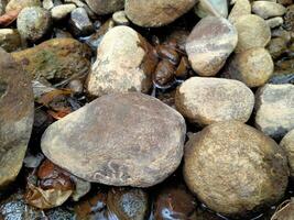 a close up of rocks and water in a stream photo