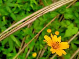 muy bonito amarillo flores con verde césped en el antecedentes foto