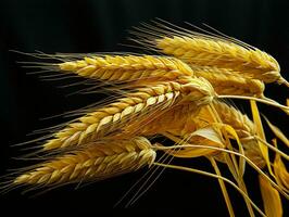 AI generated Yellow Wheat Ears Isolated on Black Background. Wheat Grains. Generative AI photo