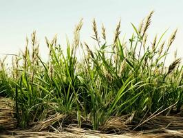 AI generated Prairies Grasses with Blue Sky View. Grass on Wild Field. Generative AI photo