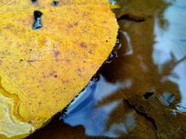 a yellow leaf floats on the water photo