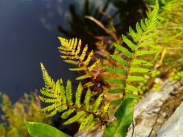 Leaves change color, become mottled, brown and dry photo