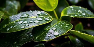 AI generated Fresh Green Leaves with Water Droplets. Close Up of Leaf with Raindrops. Generative AI photo