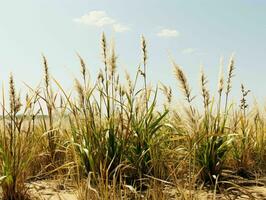 AI generated Prairies Grasses with Blue Sky View. Grass on Wild Field. Generative AI photo