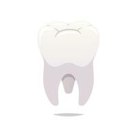 molar dientes vector aislado blanco antecedentes.