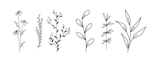 Set of botanical line art floral leaves, plants. Hand drawn sketch branches isolated on white background. Vector illustration