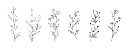 conjunto de hojas florales de arte de línea botánica, plantas. ramas de croquis dibujadas a mano aisladas sobre fondo blanco. ilustración vectorial vector
