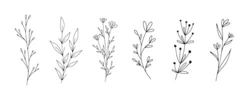 Set of botanical line art floral leaves, plants. Hand drawn sketch branches isolated on white background. Vector illustration