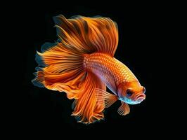 AI generated Beautiful Siamese Fighting Fish. Close Up of Betta Fish Isolated on Black Background. Generative AI photo