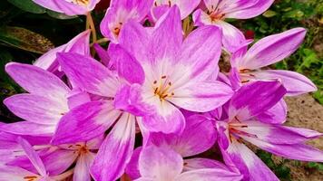 Close up, slow motion footage of the autumn crocus, poisonous flower. Plant video