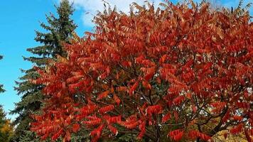 langzaam beweging beeldmateriaal van de kleurrijk herfst bomen. seizoen video