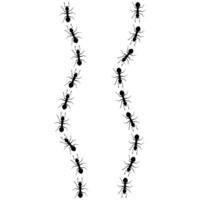 Vector ants walk in a row in two different directions. Ant colony silhouette on white background. Hard worker concept