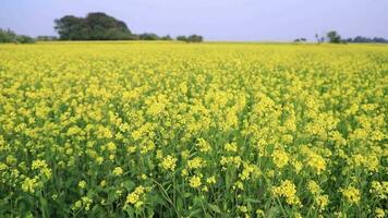 Gelb Rapssamen Blumen, Senf Blumen Feld. Schaukeln im das Wind natürlich Gelb Senf Blumen natürlich Hintergrund Landschaft Aussicht video