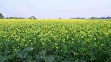 amarelo colza flores, mostarda flores campo. balanços dentro a vento natural amarelo mostarda flores natural fundo panorama Visão video