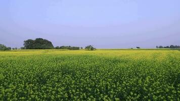 High Angle aerial view yellow mustard flowers Field under the Blue sky Natural Landscape view video
