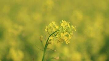 gul rapsfrö blomma. senap blommor. blomma raps blommor. selektiv fokus video