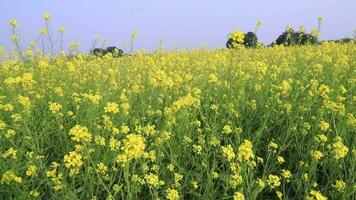 Jaune graines de colza fleurs, moutarde fleurs champ. oscillations dans le vent Naturel Jaune moutarde fleurs Naturel Contexte paysage vue video