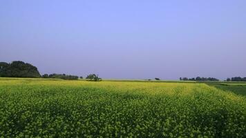 hoch Winkel Antenne Aussicht Gelb Senf Blumen Feld unter das Blau Himmel natürlich Landschaft Aussicht video