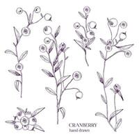 Cranberry set. Detailed hand drawn branches with berries. Black and white hand drawn illustrations. vector