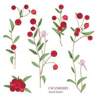 Cranberry set. Detailed hand drawn branches with berries. Colorful hand drawn illustrations. vector