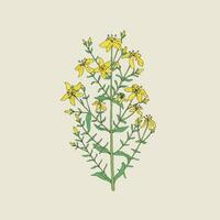 St. John's wort medical botanical blossom plant. Vintage hand drawn colorful isolated illustration. vector