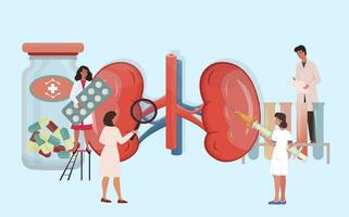 Doctors carrying out medical research, examination of kidney. Kidney disease treatment by professionals. Check of health and condition. Kidney stones. Nephrology, urology concept. vector illustration