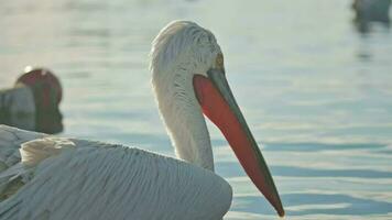 pelikan fåglar bland fiske båtar i de hamn. makro skott video